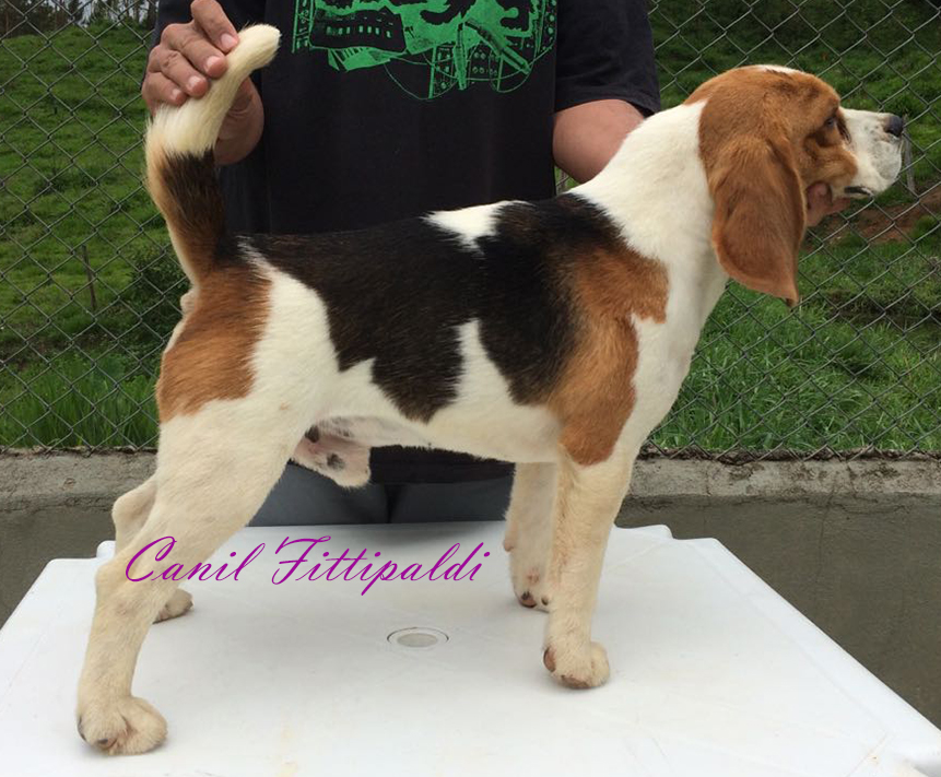 Filhotes de Beagle 13 pol. Melhor Canil do Brasil desde 2005 em São Paulo